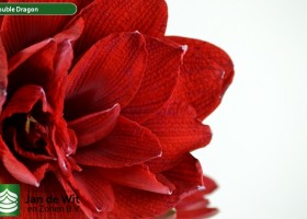 hippeastrum Double Dragon ® (3)